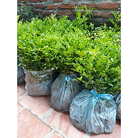 Mua cây nguyệt quế giống