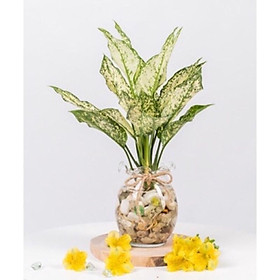 Mua Ngọc ngân thủy sinh mang lại may mắn- bổng lộc (cây cao 20-25cm₫