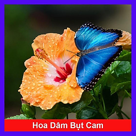 Cây Hoa Dâm Bụt Cam - cây cảnh vườn + tặng phân bón cho cây