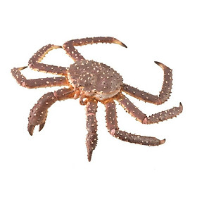 Mô hình thu nhỏ: Cua Hoàng Đế - King Crab, hiệu: CollectA, mã HS 9652140[88851] - Chất liệu an toàn cho trẻ - Hàng chính hãng