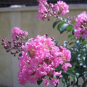 Mua cây tường vi đang nụ hoa cao 70-80cm