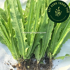Mua Hạt giống Xà lách lá nhọn  rau diếp thơm  10gram