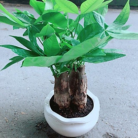 Kim Ngân 3 Thân Kèm Chậu Sứ Tròn