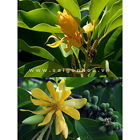 COMBO 10 BẦU CÂY GIỐNG CÂY NGỌC LAN HOA VÀNG