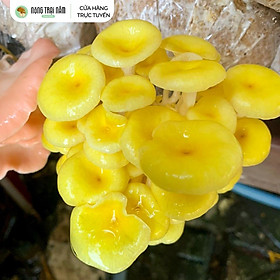 Phôi Nấm Hoàng Kim - Combo 5 Bịch - Tặng Kèm Nắp & Ebook Hướng Dẫn Trồng Nấm