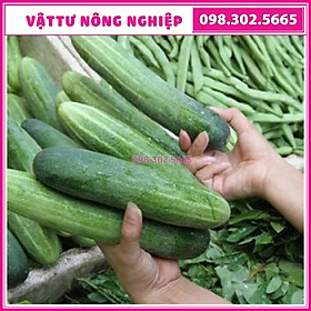 Hạt giống dưa chuột xanh F1 chịu nhiệt cao sản gói 2 gam, dưa leo xanh chịu nhiệt F1 chất lượng cao
