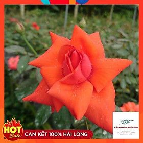 Mua Hoa hồng cổ Tàu - Một ưu điểm rất lớn của loài hoa này rất siêng hoa  ra hoa quanh năm.