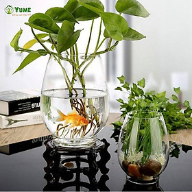 Mua Chậu thủy tinh ️️ bình thủy tinh trồng cây  nuôi cá miệng khum