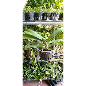 Hoa phong lan đai châu bò sữa cây khủng ki mập khỏe ấm chậu