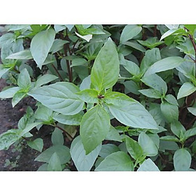 Mua Hạt Giống Rau Húng Quế Thơm Ngon 10gr