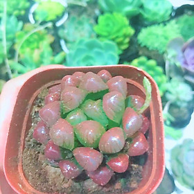 Mua Sen Đá Kim Cương - Dạ Quang - Cooperi