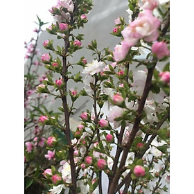 Com bo 20 cây nhất chi mai(Hoa Mai trắng. co 2 màu trắng.hồng trên 1 cây