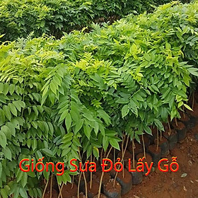 Giống Cây Sưa Đỏ Lấy Gỗ - Cây Cao 40-50cm, Mua 5 Cây Tặng 1 Cây