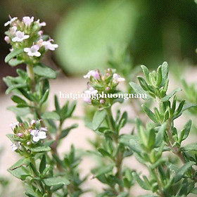 Mua 100H - HẠT GIỐNG CỎ XẠ HƯƠNG THYME