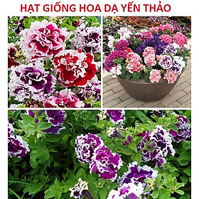 Hạt Giống Hoa Dạ Yến Thảo Mix Đủ Loại, Đủ Màu - Nảy Mầm 4 Mùa