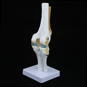 Life Size Human Odontologia Knee Joint Model Skull Anatomy for Teaching Nursing Training 32cm