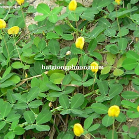 Mua 100 GRAM - HẠT GIỐNG CỎ LẠC ĐẬU PHỘNG