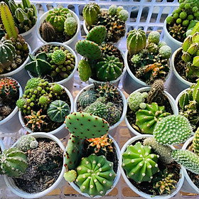 Xương Rồng Mix 3 Loại Chậu 6.5cm – Combo Cây Mini Dễ Thương Dễ Chăm, giao ngẫu nhiên Mam Xinh