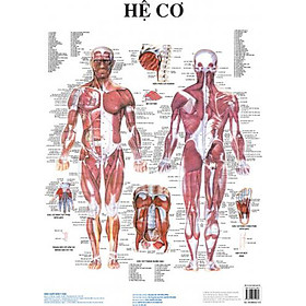 Chi tiết 78 về mô hình giải phẫu 3d hay nhất  Tin học Đông Hòa