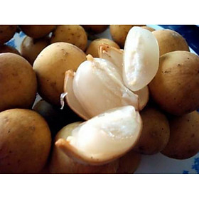 CÂY GIỐNG BÒN BON GHÉP (BÒN BON THÁI) NĂNG SUẤT CAO > 2 NĂM CÓ TRÁI