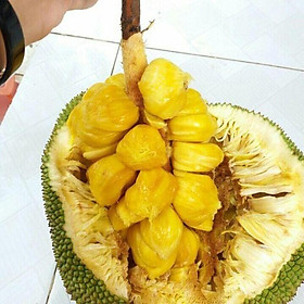 CÂY GIỐNG MÍT TỐ NỮ SIÊU QUẢ SIÊU NGỌT.CAM KẾT GIỐNG CHUẨN, BẢO HÀNH CHUẨN F1