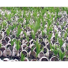 Mua CÂY GIỐNG DỪA SÁP - CHUẨN GIỐNG F1   SIÊU QUẢ NGỌT THƠM MÁT