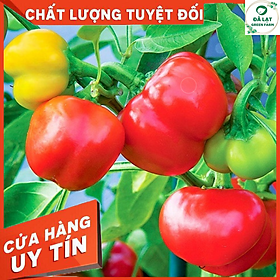 Mua 40h Hạt Giống Ớt Chuông Ngọt Mix Màu (A2.104| C1*W62)
