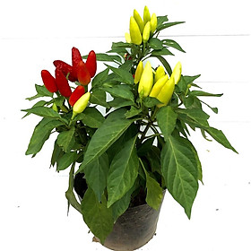 Cây ớt chỉ thiên đang hoa và quả -Không giao dc 19 tỉnh Miền Nam
