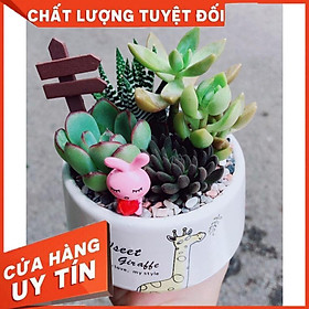 chậu sen đá mix tiểu cảnh 07