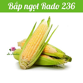 Hạt giống bắp ngọt Rado 236 gói 5gr - DỄ TRỒNG