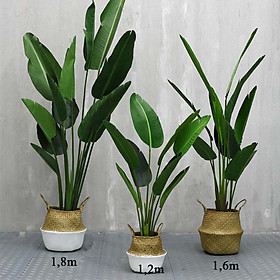 Mua Cây chuối giả cảnh cao 81cm gồm 18 lá bóng đẹp decor siêu yêu.