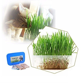 Bộ trồng cỏ mèo