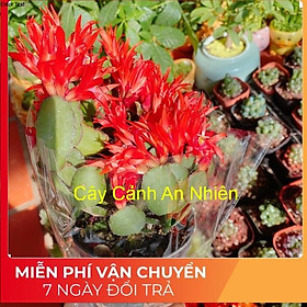 Mua Chậu hoa quỳnh