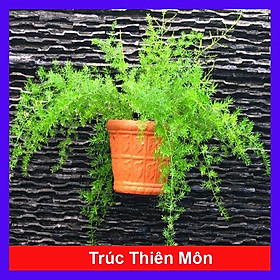 Cây Thiên Môn Đông - cây Trúc Thiên Môn sum suê + tặng kèm phân bón cho cây