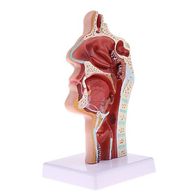 Hình ảnh Anatomy 1:1 Human Nasal Oral Throat Cavity Pathology Model Study Kit