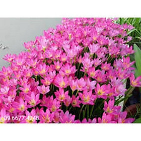 Mua combo 5 củ giống hoa huệ mưa mixx đủ màu