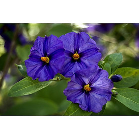 Hoa tím Violet queen Hoa tím nữ hoàng