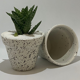 Bộ 2 Chậu Sứ - 7x7x7 Cm - Mầu Trắng Chấm Đen - Dáng Trôn Ốc - Chậu Gốm Bát Tràng Trồng Cây Mini Để Bàn, Tiểu Cảnh Terrarium, Sen Đá & Xương Rồng