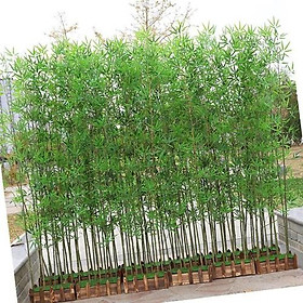 Mua cây Trúc Quân tử  cây giống nguyên bầu cao 1 2-2m  cây đẹp phát triển nhanh