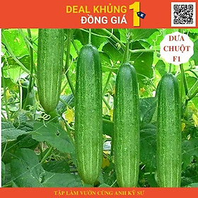 Mua Gói Hạt giống dưa chuột F1 (dưa leo) Thơm ngon dễ trồng nhanh thu hoạch