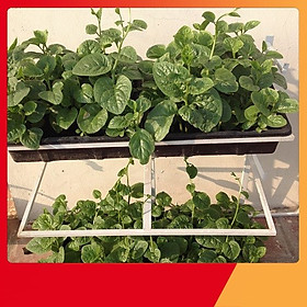 Mua Hạt Giống Rau Mồng Tơi - Nảy Mầm Cực Chuẩn
