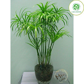 Cây thuỷ trúc thuỷ sinh