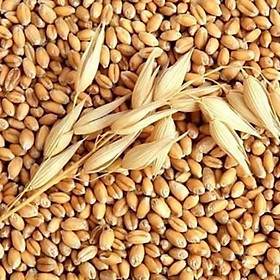 hạt lúa mì (cỏ mèo) dùng để trồng cho mèo, chim, vẹt ăn