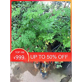 Mua Cây chùm ngây  cây to khỏe nguyên bầu cao từ 0 8m gốc như hình