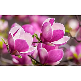 Hoa mộc lan siêu nụ siêu đẹp đủ màu