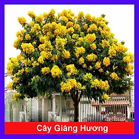 Cây Giáng Hương + tặng phân bón cho cây mau lớn