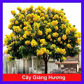 Mua Cây Giáng Hương - cây cảnh vườn + tặng phân bón cho cây