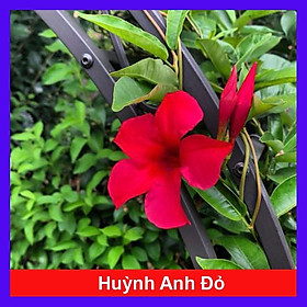 Mua Cây huỳnh anh đỏ ( cây trang đài leo ) - cây cảnh sân vườn - tặng phân bón cho cây