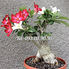 Hạt giống hoa sứ kép Bonsai ghép 2 màu đỏ, trắng - Bịch 10 hạt – Mã số 1792