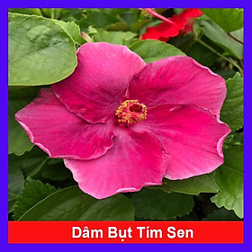 Cây hoa dâm bụt tím sen - cây cảnh sân vườn + tặng phân bón cho cây